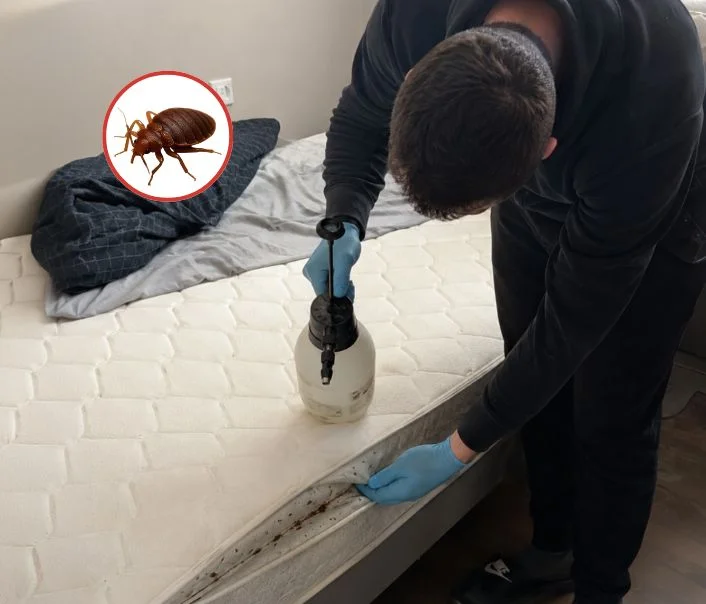 Technicien traitant un matelas contre les punaises de lit à Saint-Martin-la-Garenne